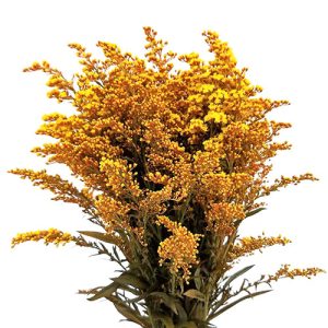 Aster tinted assorted