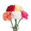 Carnation assorted