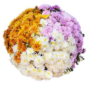 Confetti garden mays