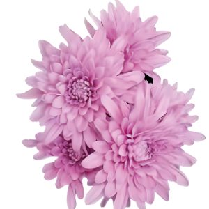 Cushion verónica pink