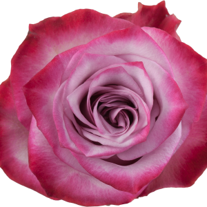 Deep purple lavander