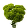 Dianthus ball