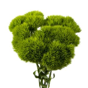 Dianthus ball