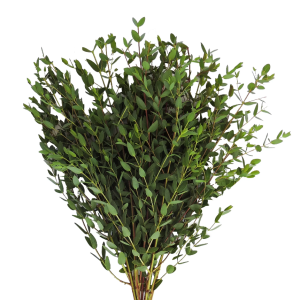 Eucalyptus parfivola