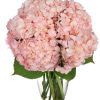 Hydrangea pink