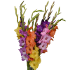 Gladiolus assorted