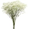 Gypsophila wild pearl
