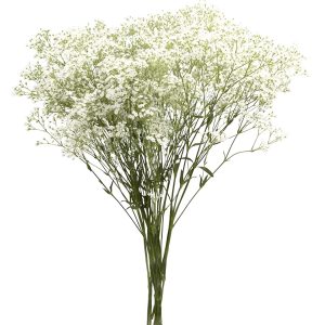 Gypsophila wild pearl