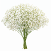 Gypsophila xlence white