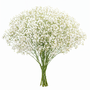 Gypsophila xlence white