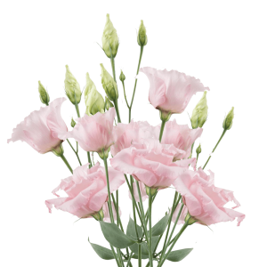 Lisianthus pink