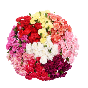 Minicarnation assorted