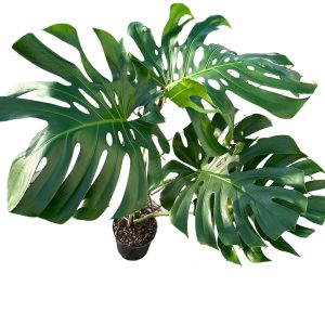 Monstera large