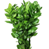 Ruscus israeli