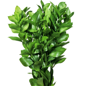 Ruscus israeli