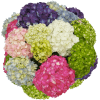 Hydrangea assorted