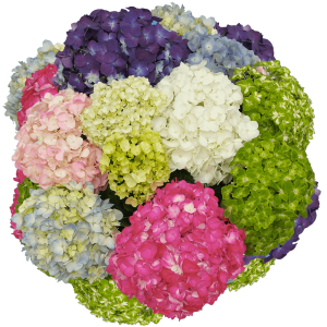 Hydrangea assorted