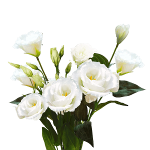 Lisianthus white