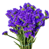 Statice purple