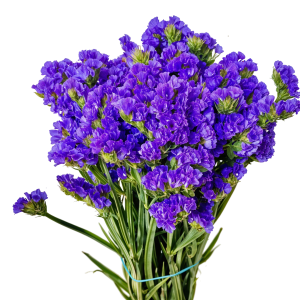 Statice purple