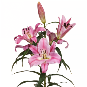 Lily oriental pink