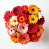 Gerberas assorted