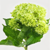 Hydrangea mini green