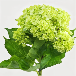 Hydrangea mini green