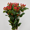 Hypericum red