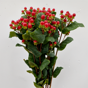 Hypericum red