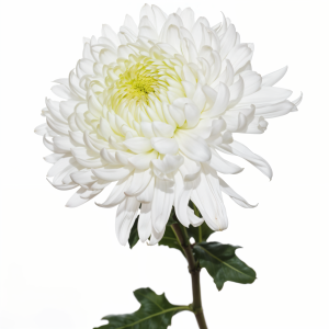 Football magnum white