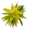 Aster yellow solidago