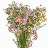 Waxflower assorted