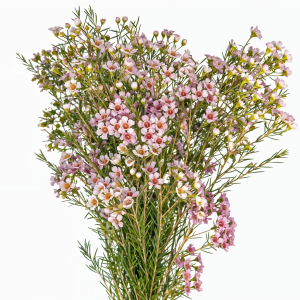 Waxflower assorted