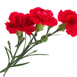 Mini carnation red