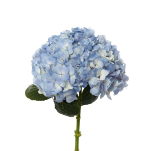 Hydrangea blue