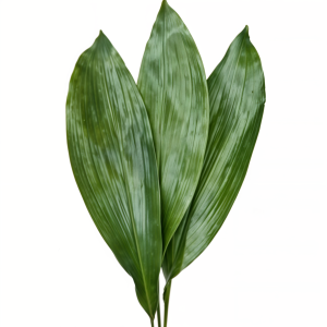 Green aspidistra