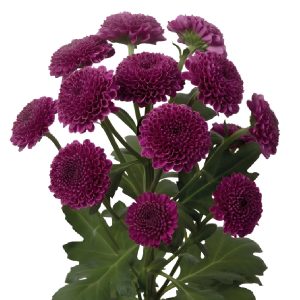 Novelty button uva purple