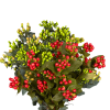 Hypericum assorted